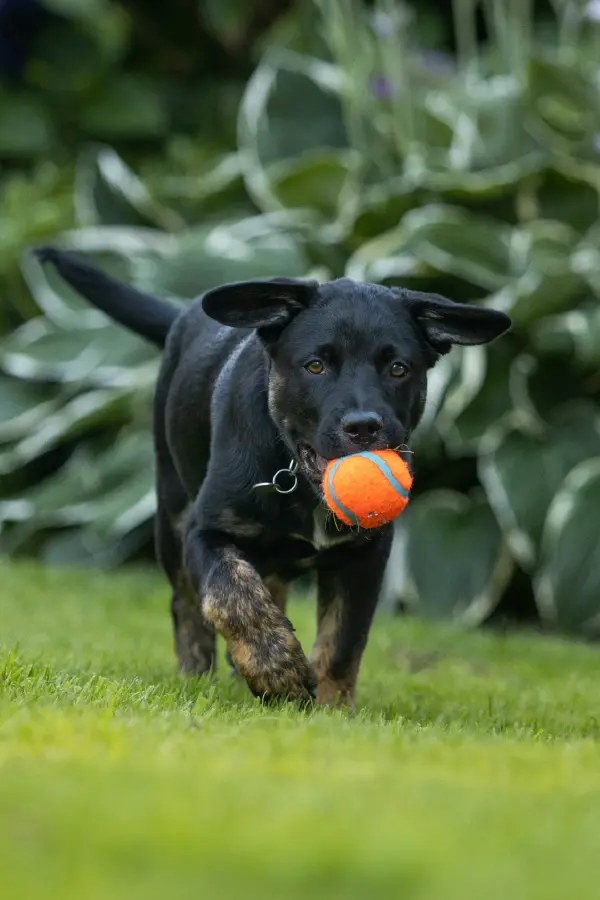 Vaše zvieratká si tu prídu na svoje